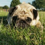 España multará con 30.000 euros a quienes peguen o maltrate a sus mascotas